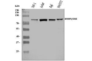 Western blot analysis of SH3KBP1 using anti-SH3KBP1 antibody (ABIN7600938). (SH3KBP1 antibody  (AA 256-629))