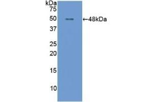 Detection of Recombinant APOE, Mouse using Polyclonal Antibody to Apolipoprotein E (APOE) (APOE antibody  (AA 14-167))