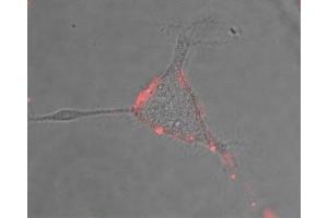 Expression of NALCN in rat PC12 cells - Cell surface detection of NALCN in intact living rat pheochromocytoma PC12 cells. (NALCN antibody  (Extracellular))
