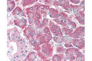 Anti-AIMP1 / EMAP II / p43 antibody IHC staining of human pancreas. (AIMP1 / EMAP II (AA 137-149) antibody)