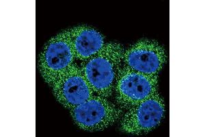 Confocal immunofluorescent analysis of DDR1 Antibody (Center) (ABIN391458 and ABIN2841434) with 293 cell followed by Alexa Fluor 488-conjugated goat anti-rabbit lgG (green). (DDR1 antibody  (AA 299-330))