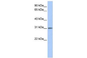 Western Blotting (WB) image for anti-Outer Dense Fiber of Sperm Tails 3-Like 1 (ODF3L1) antibody (ABIN2459660) (ODF3L1 antibody)