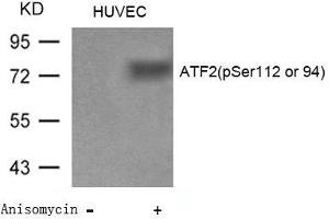 Western blot analysis of extracts from Huvec cells untreated or treated with Anisomycin using ATF2(Phospho-Ser112 or 94) Antibody. (ATF2 antibody  (pSer112))