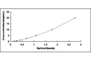 SPI1 ELISA Kit