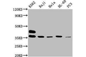 FCGR2A antibody  (AA 241-317)