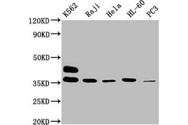 FCGR2A antibody  (AA 241-317)