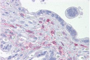 Immunohistochemistry with Placenta tissue at an antibody concentration of 5µg/ml using anti-ING3 antibody (ARP33347_P050) (ING3 antibody  (Middle Region))