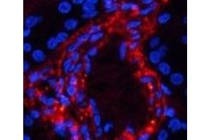Immunofluorescence analysis of Human kidney tissue using Phospho-Catenin beta (Ser37) Polyclonal Antibody at dilution of 1:200 (beta Catenin antibody  (pSer37))