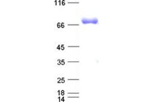 Validation with Western Blot (HSP70 1A Protein (His tag))