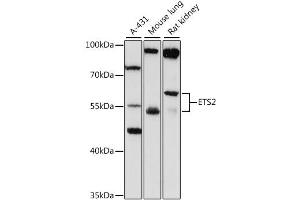 Western blot analysis of extracts of various cell lines, using ETS2 antibody (ABIN4903614) at 1:1000 dilution. (ETS2 antibody)