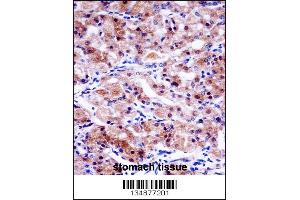 USP43 Antibody immunohistochemistry analysis in formalin fixed and paraffin embedded human stomach tissue followed by peroxidase conjugation of the secondary antibody and DAB staining. (USP43 antibody  (C-Term))
