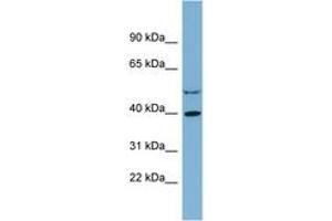 Image no. 1 for anti-Isocitrate Dehydrogenase 3 (NAD+) alpha (IDH3A) (C-Term) antibody (ABIN6742120) (IDH3A antibody  (C-Term))