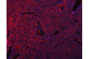 IF analysis of SUMF2 using anti-SUMF2 antibody (ABIN7600954). (SUMF2 antibody  (AA 26-301))