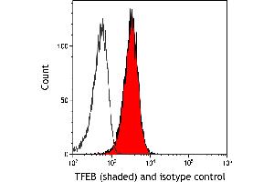 anti-Transcription Factor EB (TFEB) (C-Term) antibody