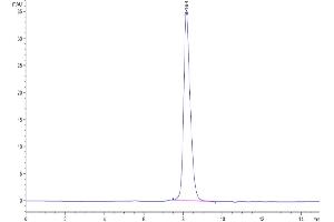 The purity of Biotinylated Human TIGIT is greater than 95 % as determined by SEC-HPLC. (TIGIT Protein (AA 22-141) (His-Avi Tag,Biotin))