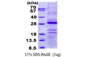 Image no. 1 for Gastrokine 1 (GKN1) protein (His tag) (ABIN1098387)