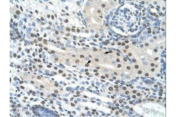 SEMG1 antibody  (AA 51-100)