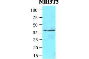 Cell lysates of NIH3T3(40 ug) were resolved by SDS-PAGE, transferred to nitrocellulose membrane and probed with anti-human FUS2 (1:500). (NAT6 antibody  (AA 1-308))