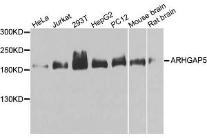 Western blot analysis of extracts of various cell lines, using ARHGAP5 antibody (ABIN1871080) at 1:1000 dilution. (ARHGAP5 antibody)