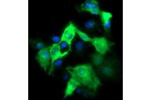 Image no. 2 for anti-Fetal and Adult Testis Expressed 1 (FATE1) antibody (ABIN1498225) (FATE1 antibody)
