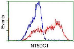 Image no. 17 for anti-5'-Nucleotidase Domain Containing 1 (NT5DC1) antibody (ABIN1499837) (NT5DC1 antibody)
