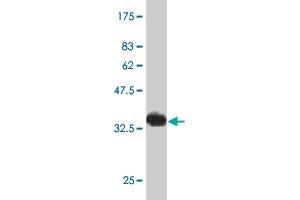 Western Blot detection against Immunogen (34. (HAND2 antibody  (AA 135-216))