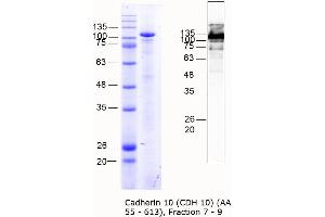 Western Blotting (WB) image for Cadherin 10, Type 2 (T2-Cadherin) (CDH10) (AA 55-613) protein (MBP tag) (ABIN3090333) (CDH10 Protein (AA 55-613) (MBP tag))