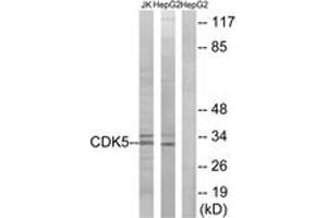 Western blot analysis of extracts from HepG2/Jurkat cells, using CDK5 (Ab-15) Antibody. (CDK5 antibody  (AA 1-50))