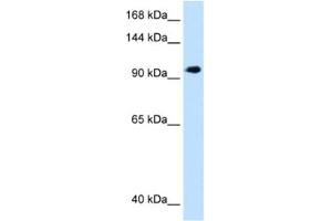 Western Blotting (WB) image for anti-SEC63 Homolog (SEC63) antibody (ABIN2463021) (SEC63 antibody)