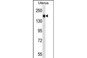 CGNL1 Antibody (N-term) (ABIN1539299 and ABIN2848602) western blot analysis in human normal Uterus tissue lysates (35 μg/lane).