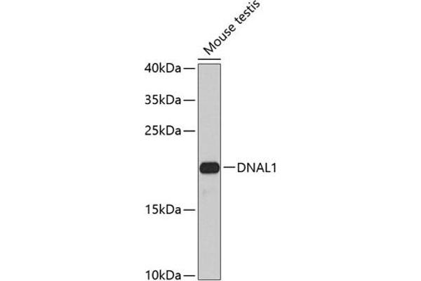 DNAL1 antibody  (AA 41-190)