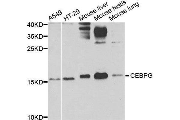 CEBPG antibody  (AA 1-150)