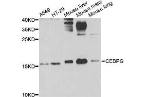 Western blot analysis of extracts of various cell lines, using CEBPG antibody.