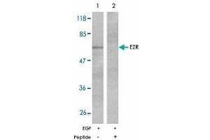 Western blot analysis of extracts from A-431 cells untreated or EGF-treated (200 ng/mL, 5 min) using EZR polyclonal antibody . (Ezrin antibody)