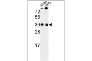 Western blot analysis of SFRS1 Antibody (N-term) (ABIN652256 and ABIN2841067) in , WiDr cell line lysates (35 μg/lane). (SRSF1 antibody  (N-Term))