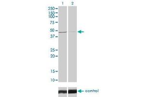 Western blot analysis of TRIB3 over-expressed 293 cell line, cotransfected with TRIB3 Validated Chimera RNAi (Lane 2) or non-transfected control (Lane 1). (TRIB3 antibody  (AA 56-145))