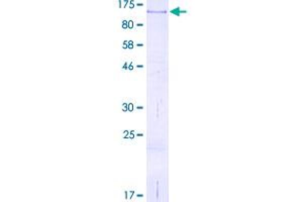 CD44 Protein (CD44) (AA 1-699) (GST tag)