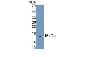 Detection of Recombinant HBa1, Human using Monoclonal Antibody to Hemoglobin Alpha 1 (HBa1) (HBA1 antibody  (AA 1-142))