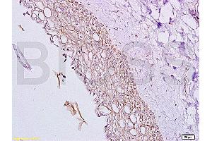 Inhibin alpha antibody  (AA 301-366)