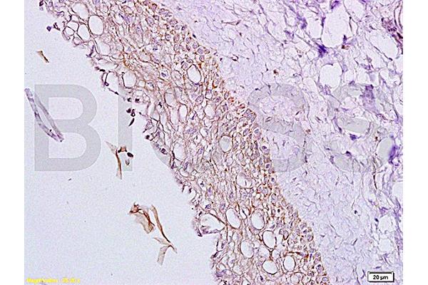 Inhibin alpha antibody  (AA 301-366)