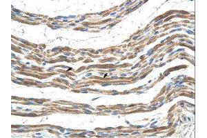 Image no. 1 for anti-Pannexin 2 (PANX2) (AA 57-106) antibody (ABIN203363) (Pannexin 2 antibody  (AA 57-106))