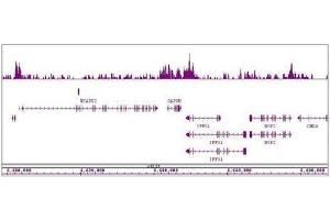 HDAC4 antibody (pAb) tested by ChIP-Seq. (HDAC4 antibody  (AA 194-209))