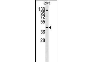 GPR172B Antibody (Center) (ABIN1537911 and ABIN2849900) western blot analysis in 293 cell line lysates (35 μg/lane). (GPR172B antibody  (AA 162-190))