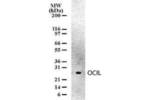 Image no. 1 for anti-C-Type Lectin Domain Family 2, Member D (CLEC2D) (AA 2-18) antibody (ABIN208135) (CLEC2D antibody  (AA 2-18))