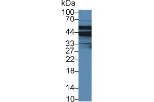 Western Blotting (WB) image for anti-Solute Carrier Family 9 (Sodium/hydrogen Exchanger), Member 3 Regulator 2 (SLC9A3R2) (AA 56-337) antibody (ABIN7442744)