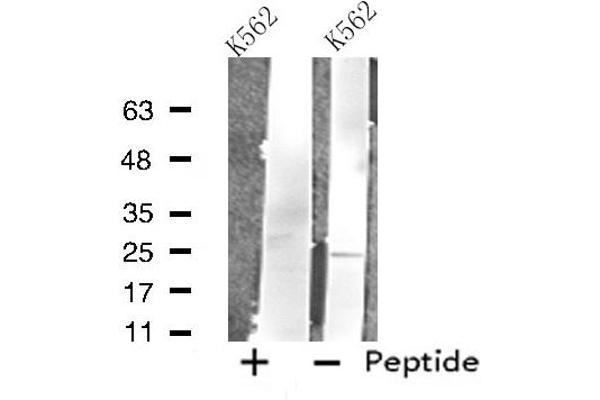 FAM3D antibody  (C-Term)