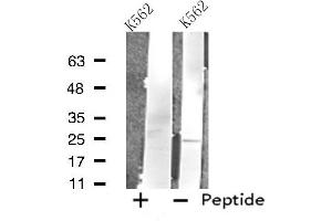 Western blot analysis of extracts from K562 cells, using FAM3D antibody. (FAM3D antibody  (C-Term))