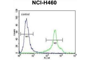 Flow cytometric analysis of NCI-H460 cells using HLA-DQA1 Antibody (N-term) Cat. (HLA-DQA1 antibody  (N-Term))