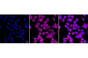 Immunocytochemical staining of HepG2 cells with PA2G4 antibody (ABIN7799917), 1:1,000). (Recombinant PA2G4 antibody)