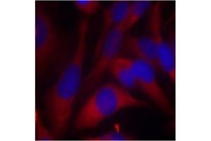 Image no. 2 for anti-Mitogen-Activated Protein Kinase Kinase 6 (MAP2K6) (AA 205-209) antibody (ABIN197355)
